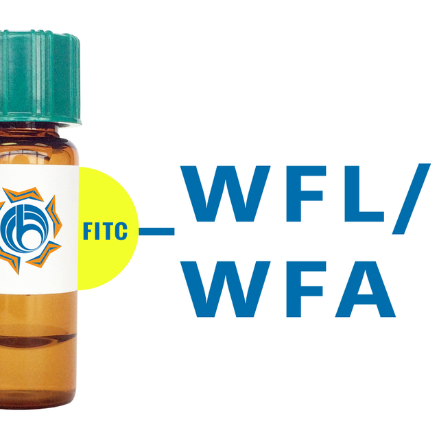 Wisteria floribunda Lectin (WFA/WFL) - FITC (Fluorescein)