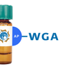 Triticum vulgaris Lectin (WGA) - AP (Alkaline Phosphatase)