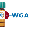 Triticum vulgaris Lectin (WGA) - Cy3