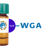 Triticum vulgaris Lectin (WGA) - Cy5