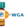 Triticum vulgaris Lectin (WGA) - HRP (Horseradish Peroxidase)