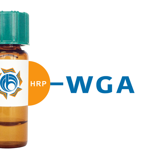 Triticum vulgaris Lectin (WGA) - HRP (Horseradish Peroxidase)
