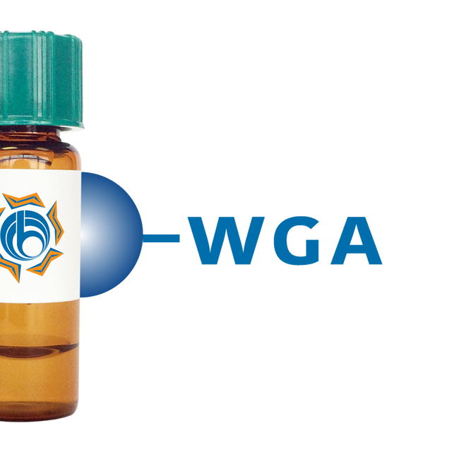 Triticum vulgaris Lectin (WGA) - Separopore® 4B