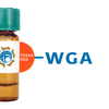 Triticum vulgaris Lectin (WGA) - Texas Red