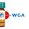 Triticum vulgaris Lectin (WGA) - TRITC (Rhodamine)