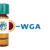 Triticum vulgaris Lectin (WGA) - Colloidal Gold