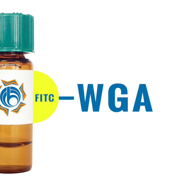 Triticum vulgaris Lectin (WGA) - FITC (Fluorescein)