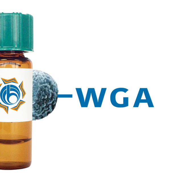 Triticum vulgaris Lectin (WGA) - MagneZoom™