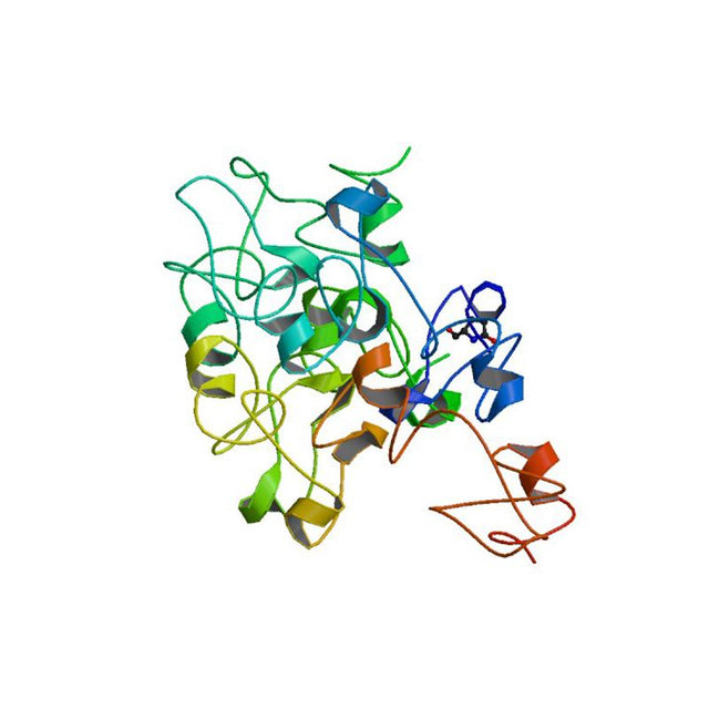 Triticum vulgaris Lectin (WGA) - Semi-Pure