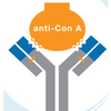 Anti-Con A Lectin Antibody (Rabbit Polyclonal IgG)