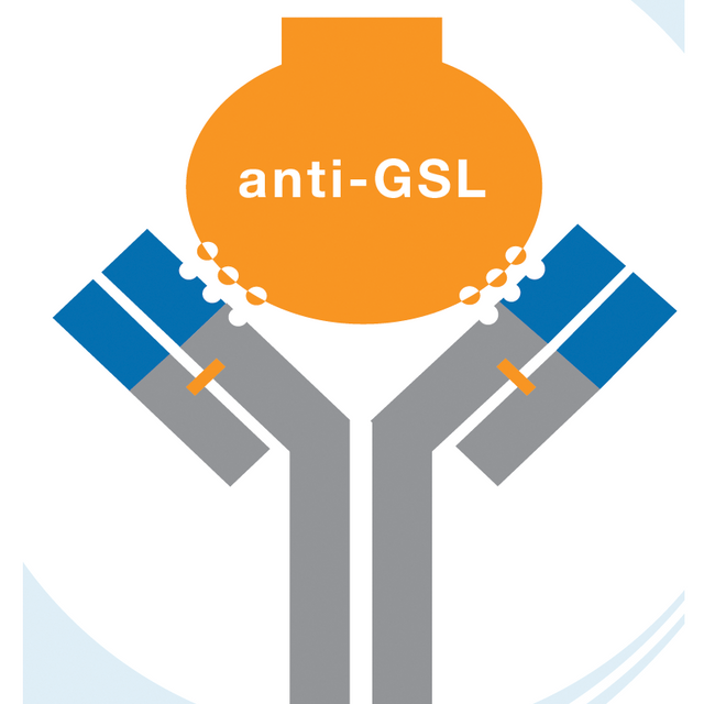Anti-GSL Lectin Antibody (Rabbit Polyclonal IgG)