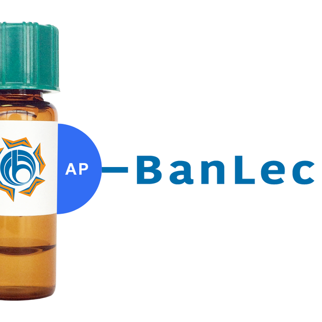 Musa paradisiaca Lectin (BanLec) - AP (Alkaline Phosphatase)