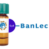 Musa paradisiaca Lectin (BanLec) - Cy5