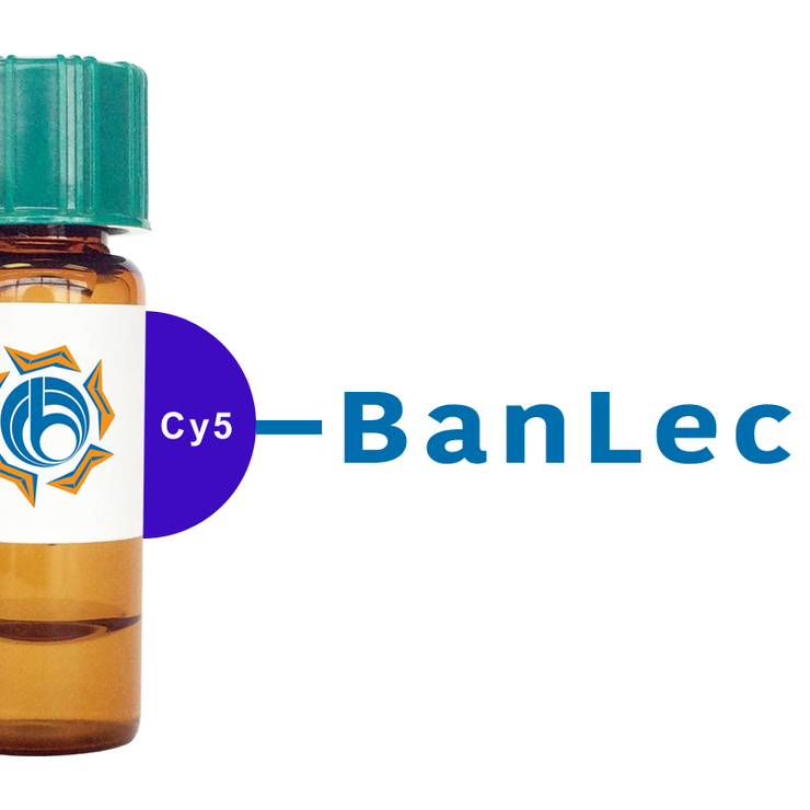Musa paradisiaca Lectin (BanLec) - Cy5