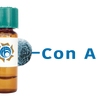 Concanavalin A Lectin (Con A) - MagneZoom&trade;