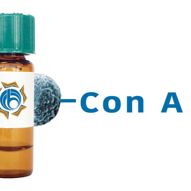 Concanavalin A Lectin (Con A) - MagneZoom™