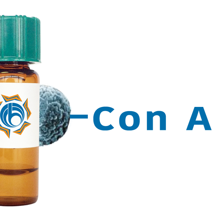 Concanavalin A Lectin (Con A) - MagneZoom™