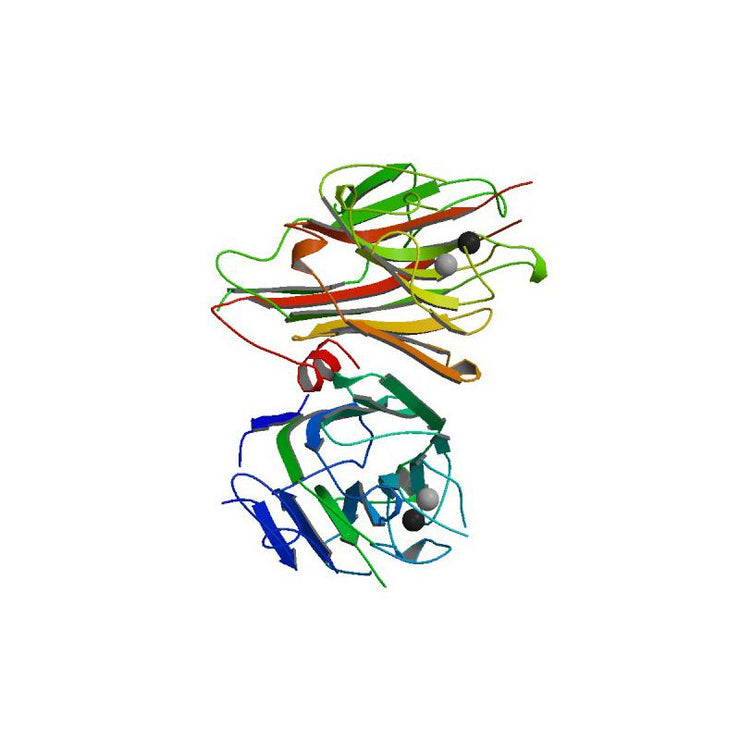 Dolichos biflorus Lectin (DBA) - Semi-Pure