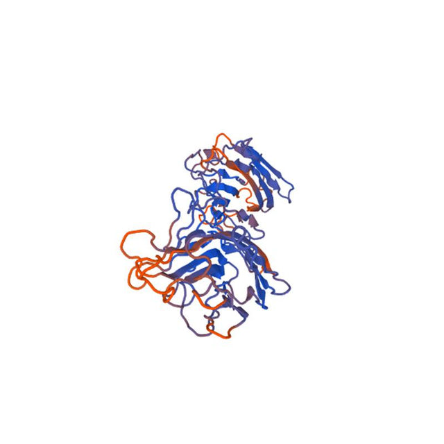 Phaseolus limensis Lectin (LBA) - Semi-Pure