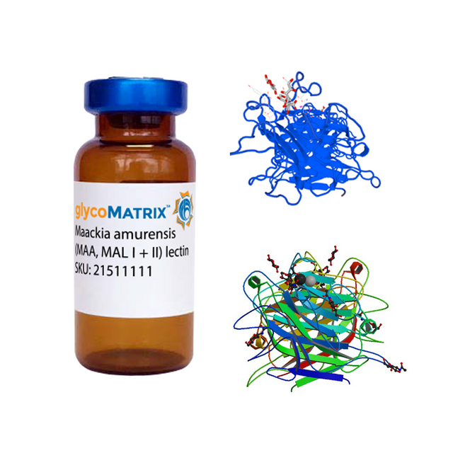 Maackia amurensis Lectin (MAA/MAL I+II) - Pure