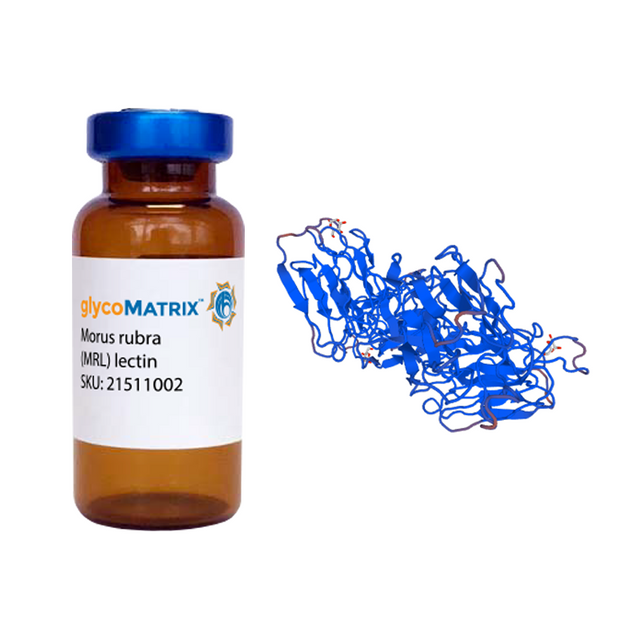 Morus rubra Lectin (MRL) - Pure