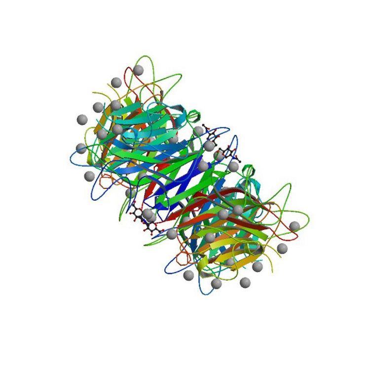 Phaseolus vulgaris Lectin (PHA-E+L) - Semi-Pure