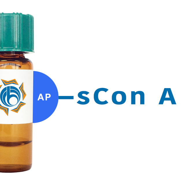 Succinylated Concanavalin A Lectin (Succ Con A) - AP (Alkaline Phosphatase)