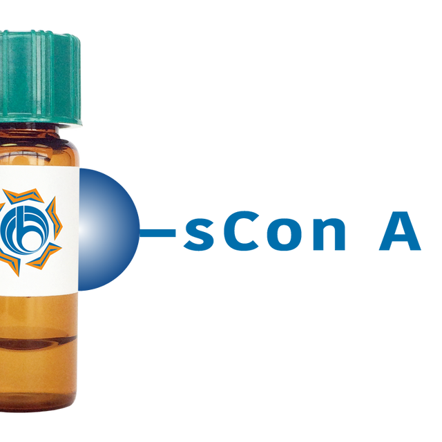 Succinylated Concanavalin A Lectin (Succ Con A) - Separopore® 4B