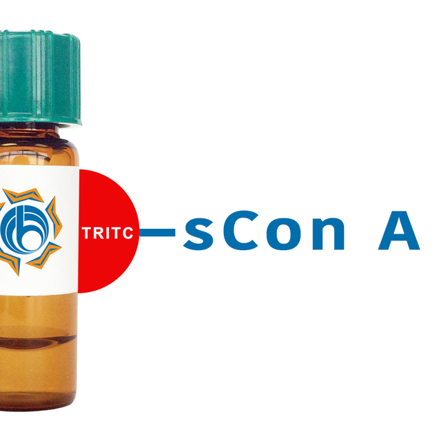 Succinylated Concanavalin A Lectin (Succ Con A) - TRITC (Rhodamine)