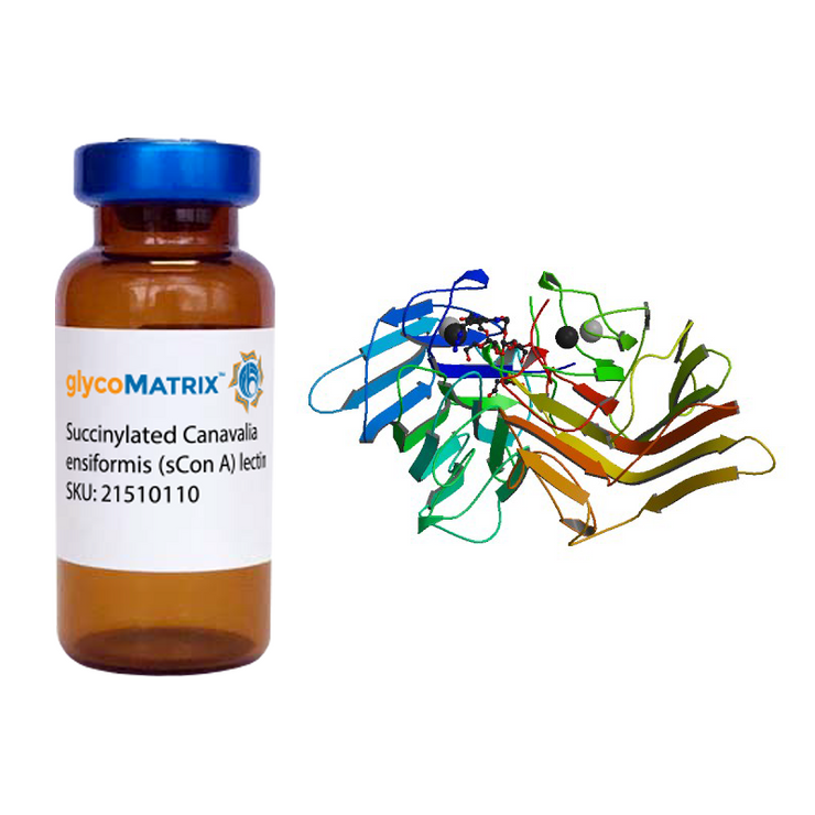 Succinylated Concanavalin A Lectin (Succ Con A) - Pure