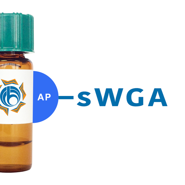 Succinylated Triticum vulgaris Lectin (Succ WGA) - AP (Alkaline Phosphatase)