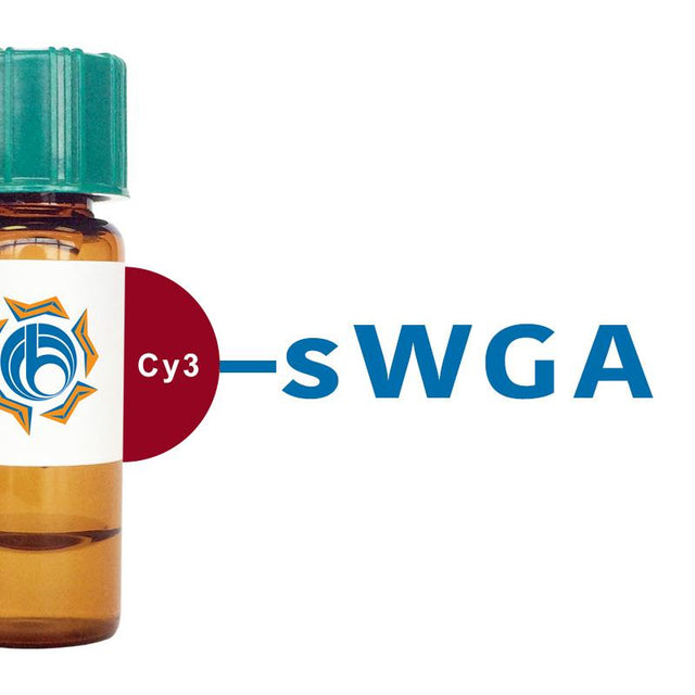 Succinylated Triticum vulgaris Lectin (Succ WGA) - Cy3