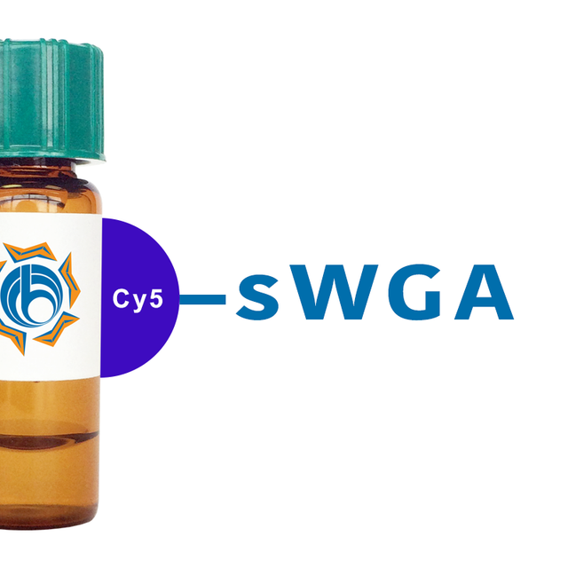 Succinylated Triticum vulgaris Lectin (Succ WGA) - Cy5