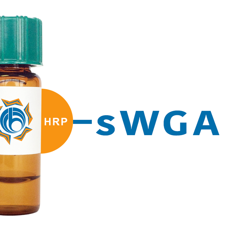 Succinylated Triticum vulgaris Lectin (Succ WGA) - HRP (Horseradish Peroxidase)