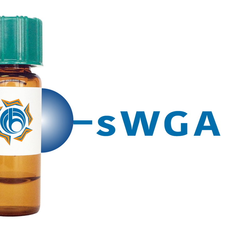Succinylated Triticum vulgaris Lectin (Succ WGA) - Separopore® 4B