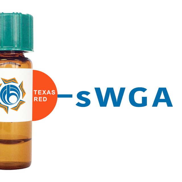 Succinylated Triticum vulgaris Lectin (Succ WGA) - Texas Red