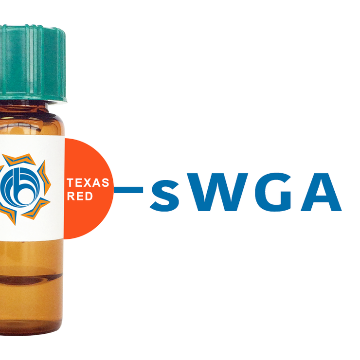 Succinylated Triticum vulgaris Lectin (Succ WGA) - Texas Red