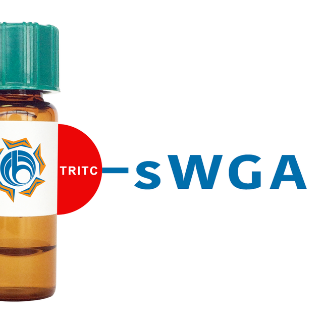 Succinylated Triticum vulgaris Lectin (Succ WGA) - TRITC (Rhodamine)