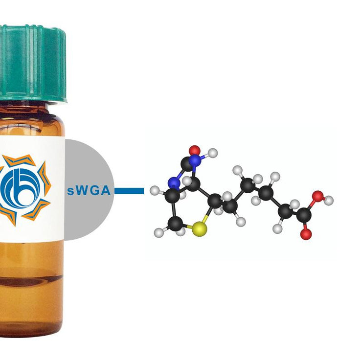 Succinylated Triticum vulgaris Lectin (Succ WGA) - Biotinylated
