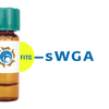 Succinylated Triticum vulgaris Lectin (Succ WGA) - FITC (Fluorescein)