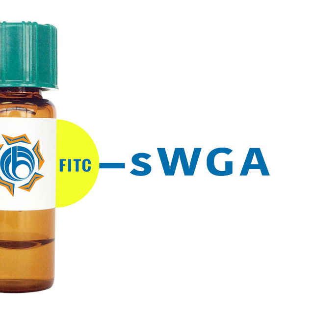 Succinylated Triticum vulgaris Lectin (Succ WGA) - FITC (Fluorescein)