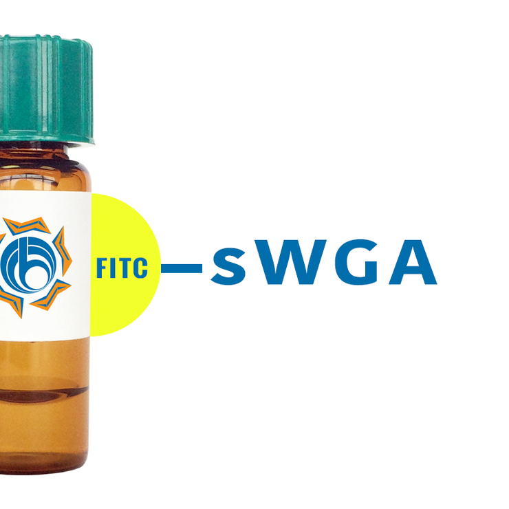 Succinylated Triticum vulgaris Lectin (Succ WGA) - FITC (Fluorescein)