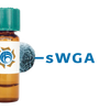 Succinylated Triticum vulgaris Lectin (Succ WGA) - MagneZoom&trade;