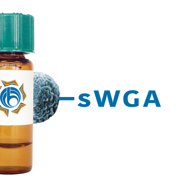 Succinylated Triticum vulgaris Lectin (Succ WGA) - MagneZoom™