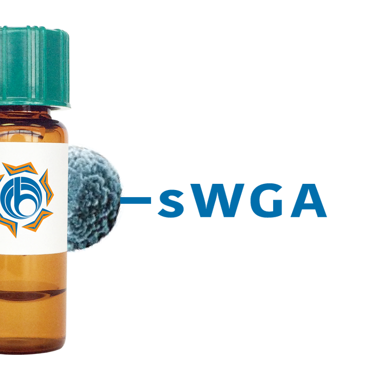 Succinylated Triticum vulgaris Lectin (Succ WGA) - MagneZoom™